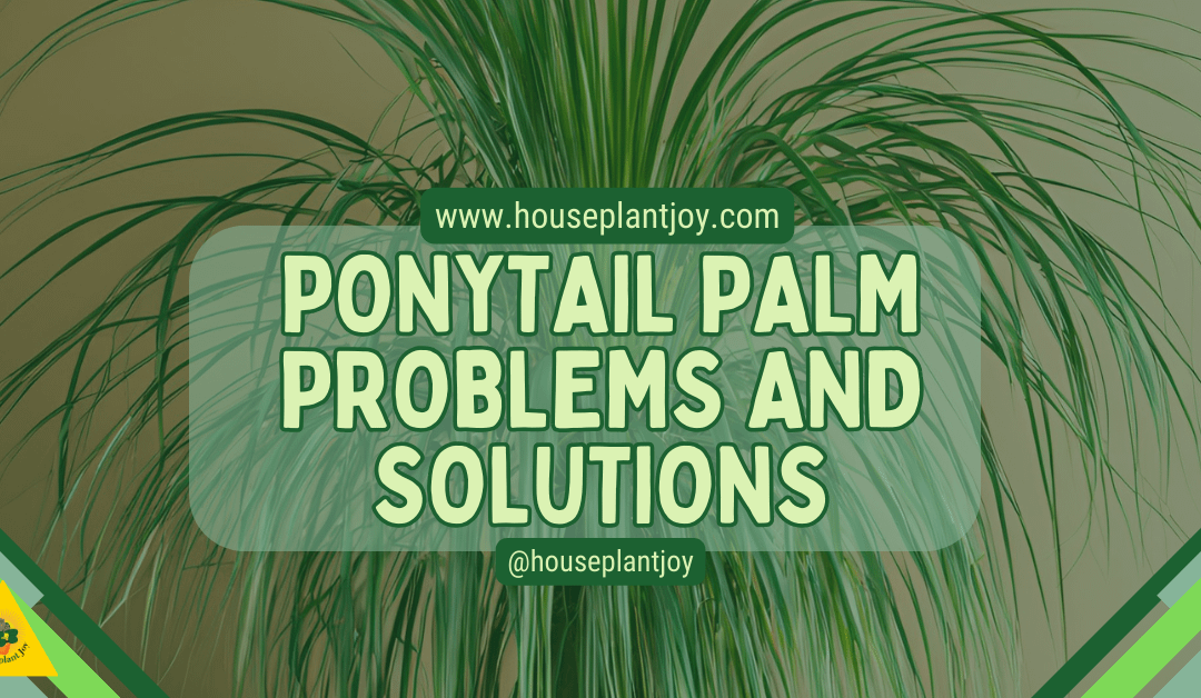 Ponytail Palm Problems and Solutions