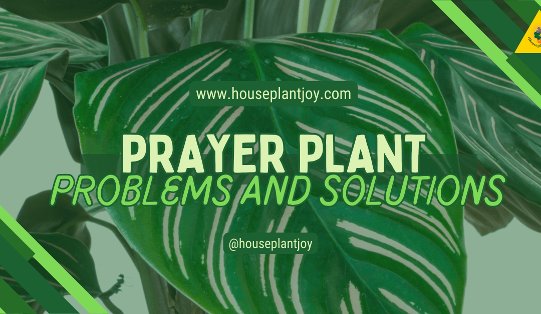 Prayer Plant Problems and Solutions