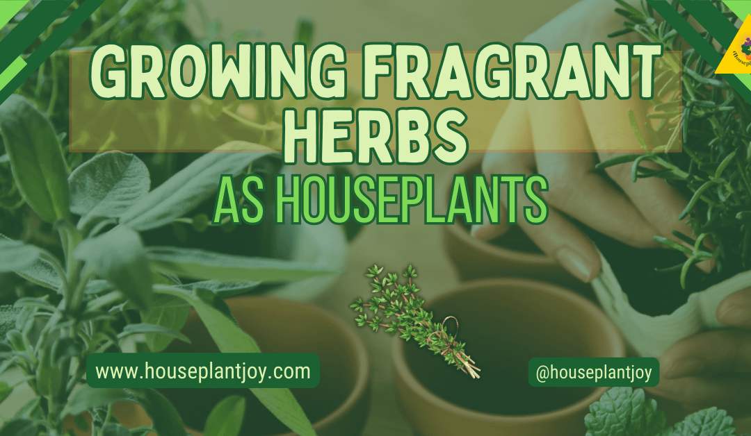 Growing Fragrant Herbs As Houseplants