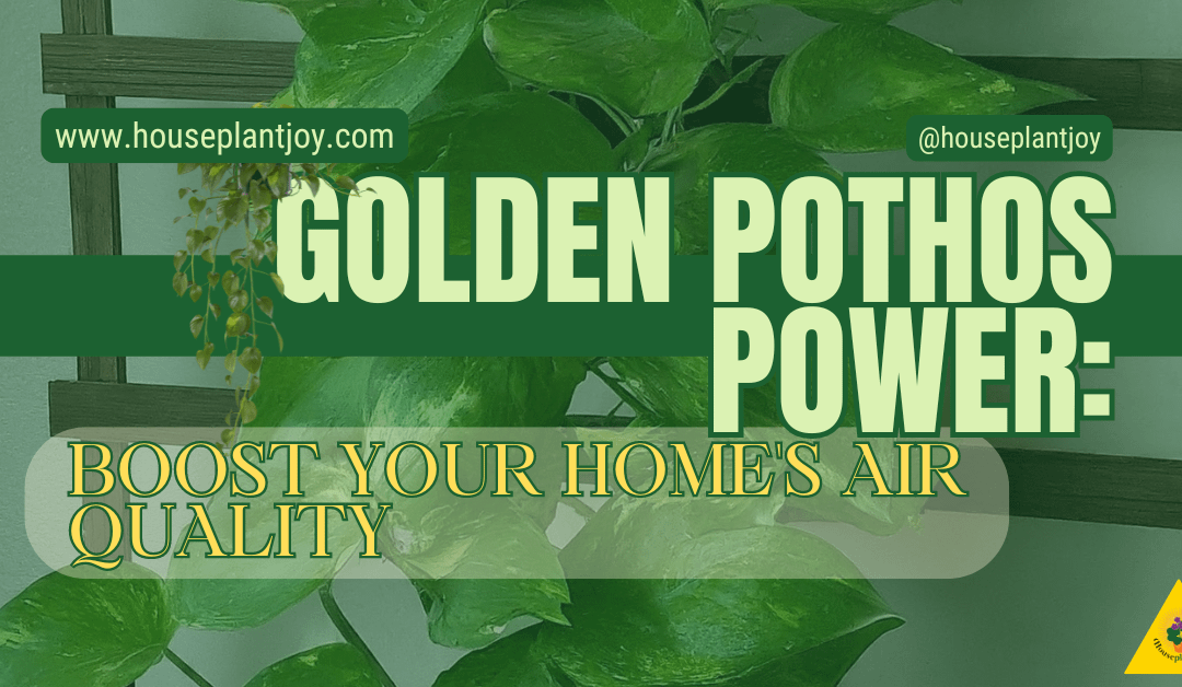 Golden Pothos Power: Boost Your Home’s Air Quality