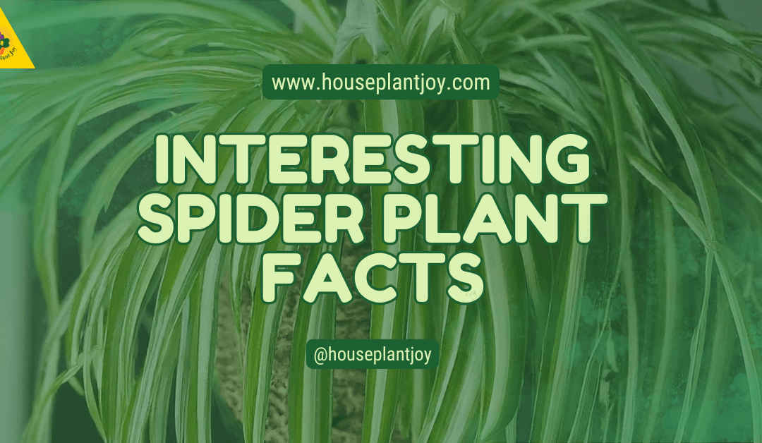 Interesting Spider Plant Facts