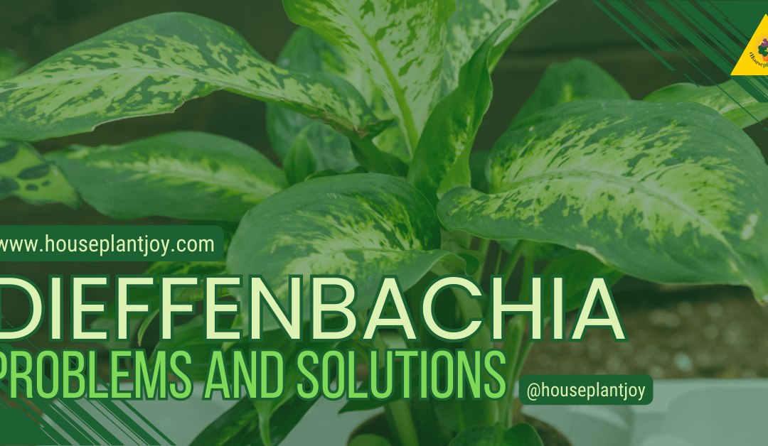 Dieffenbachia Problems and Solutions