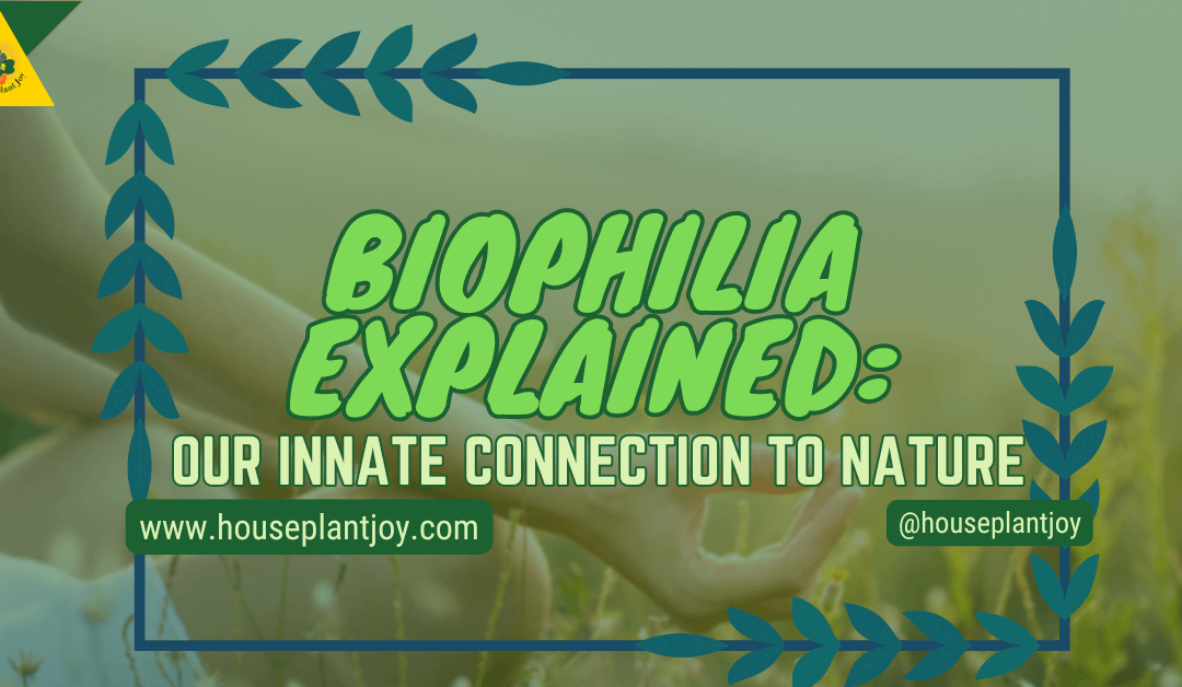 Biophilia Explained: Our Innate Connection To Nature