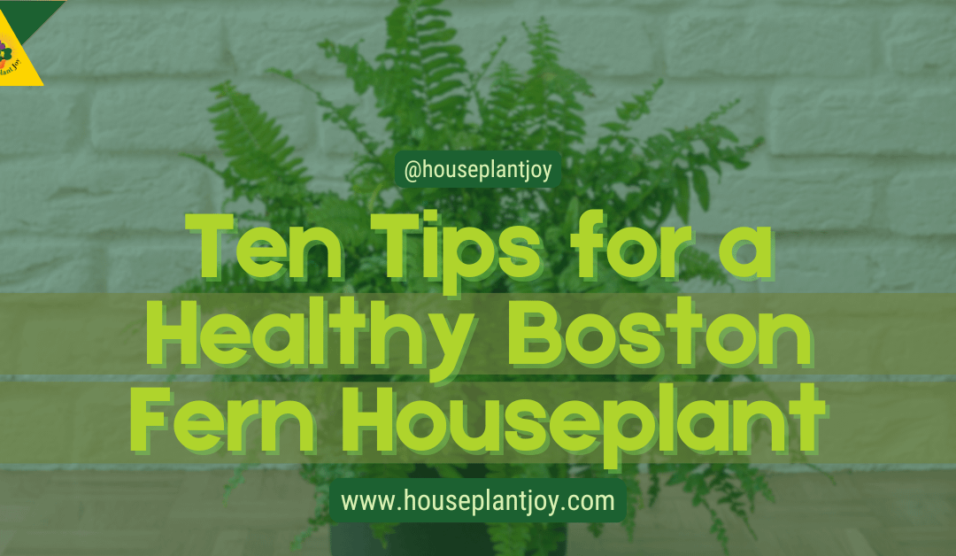 Ten Tips for a Healthy Boston Fern Houseplant