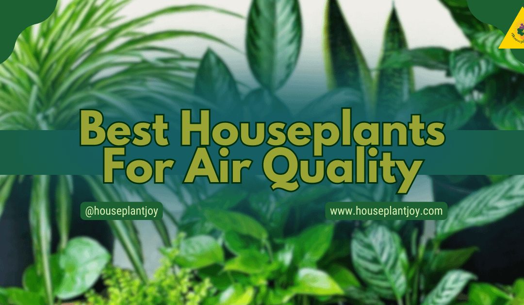 Best Houseplants For Air Quality