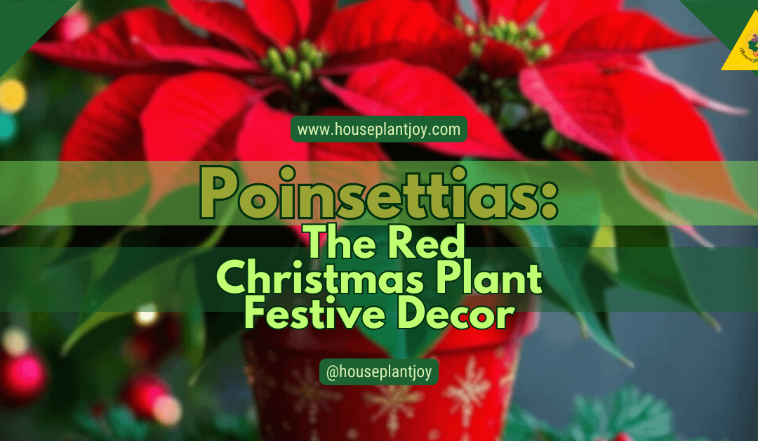 Poinsettias: The Red Christmas Plant  Festive Decor