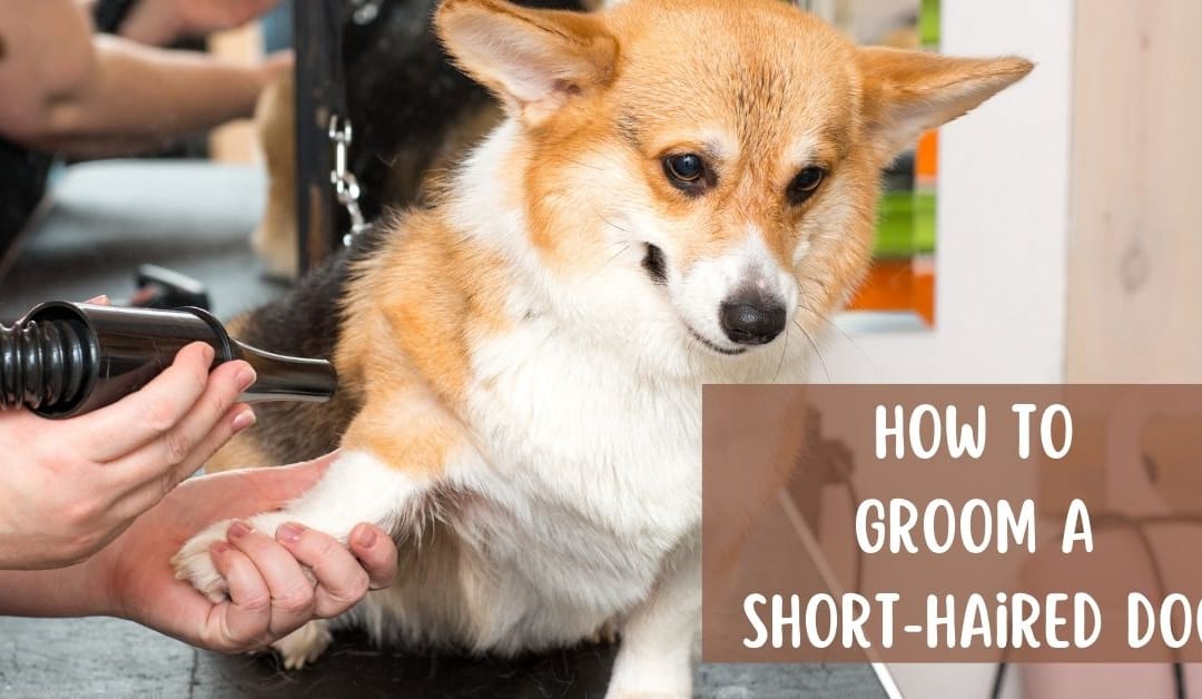 How to Groom a Short-Haired Dog