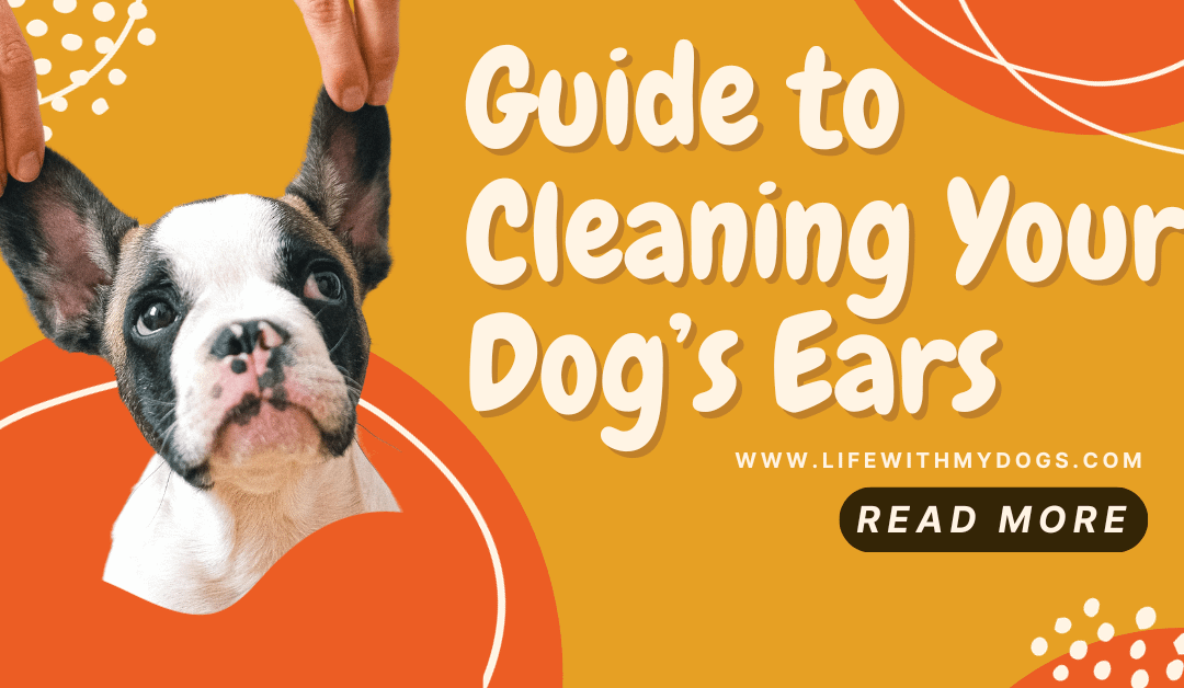 Guide to Cleaning Your Dog’s Ears