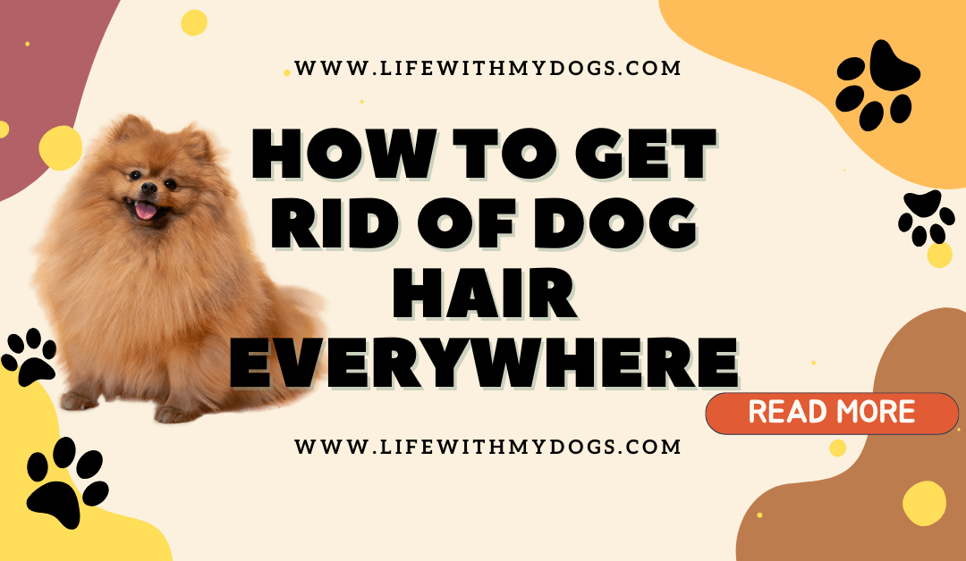How to Get Rid of Dog Hair Everywhere: Tackling Those Pesky Dog Hairs