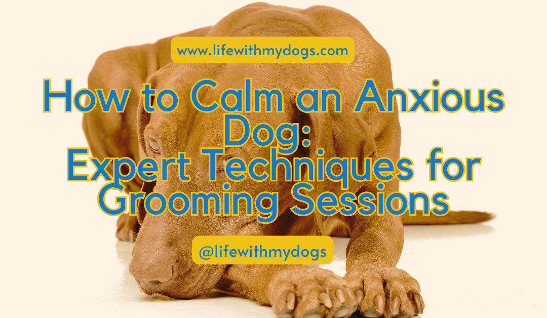 How to Calm an Anxious Dog: Expert Techniques for Grooming Sessions
