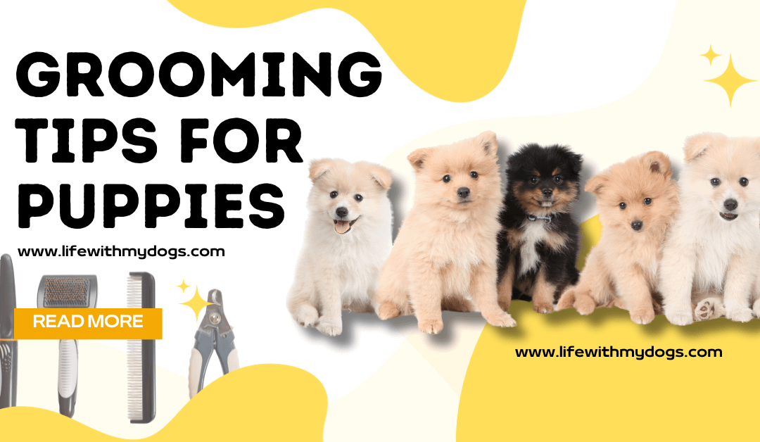 Grooming Tips for Puppies: Habits for Health and Happiness