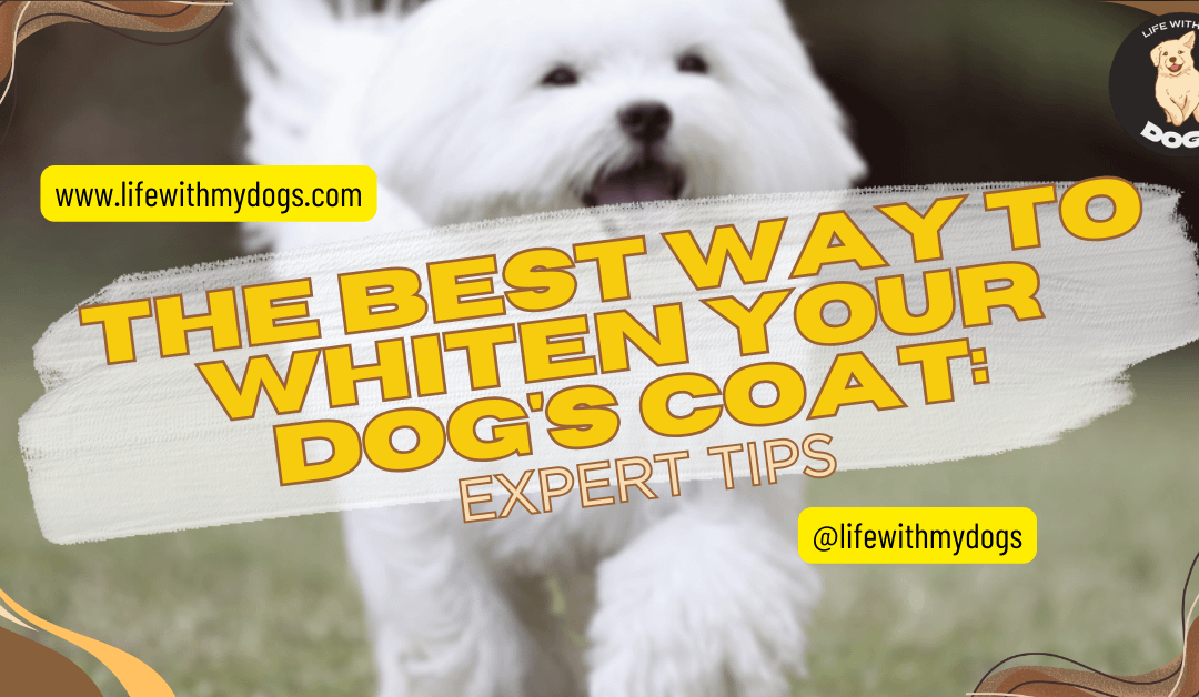 The Best Way to Whiten Your Dog’s Coat: Expert Tips