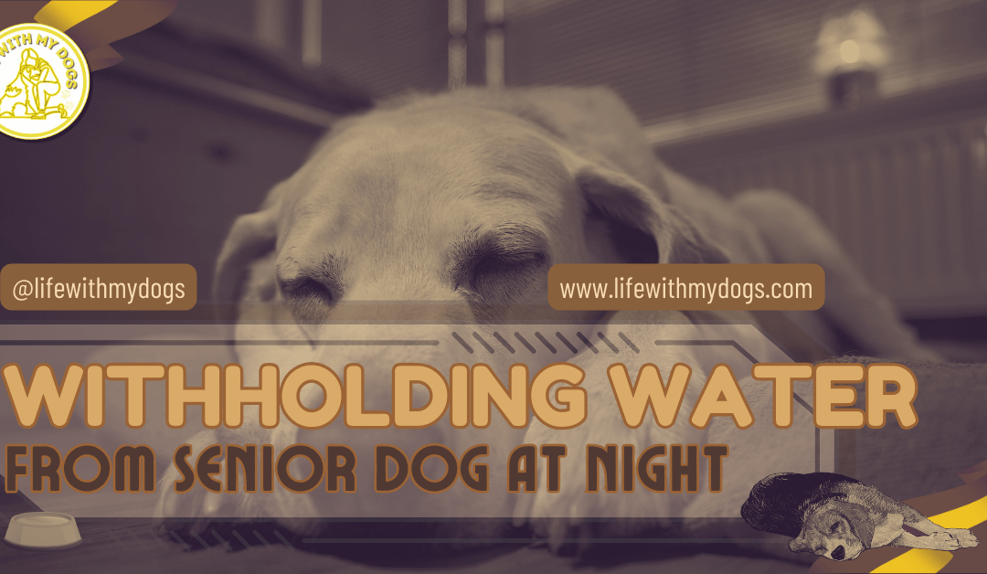Withholding Water from Senior Dog at Night