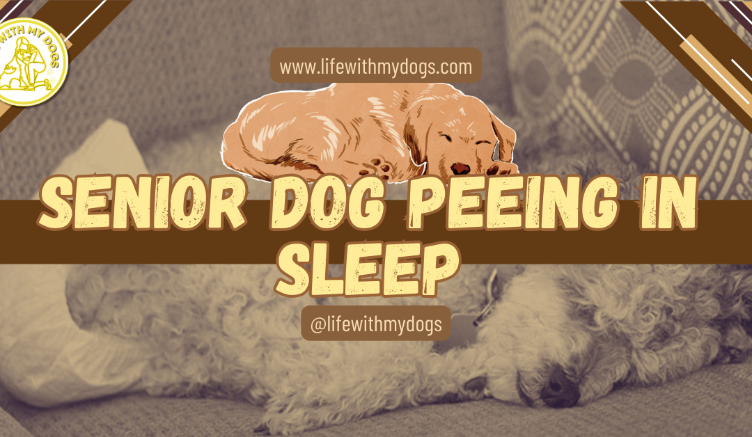 Senior Dog Peeing in Sleep