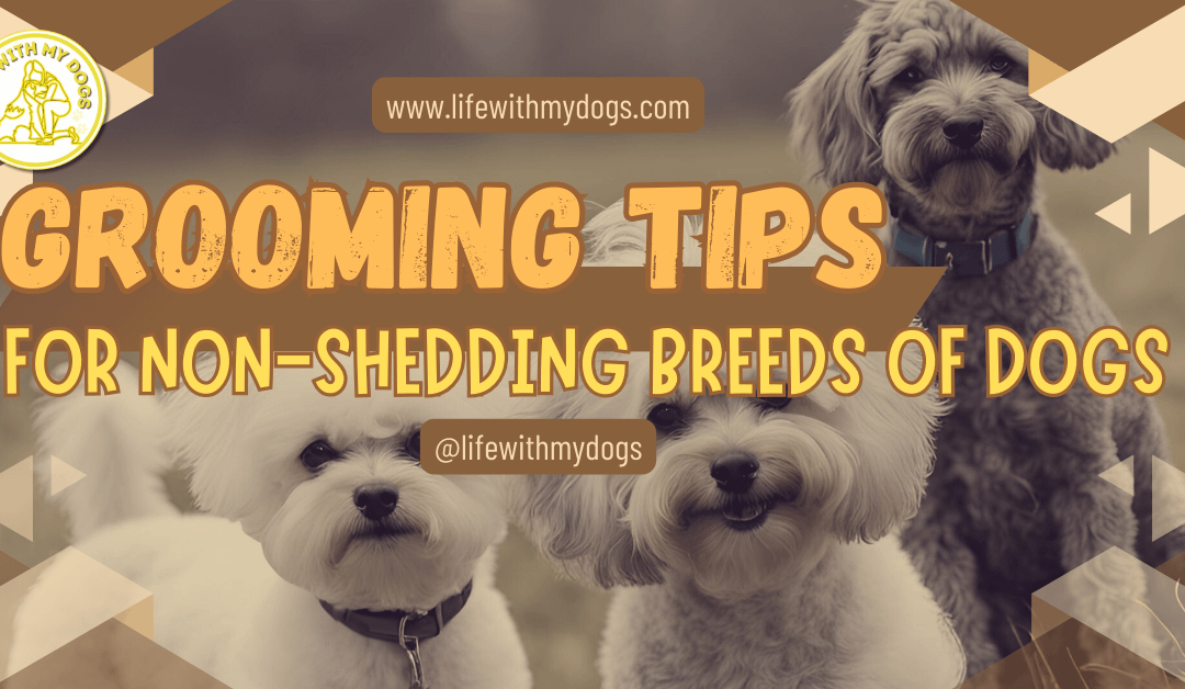 Grooming Tips for Non-Shedding Breeds of Dogs