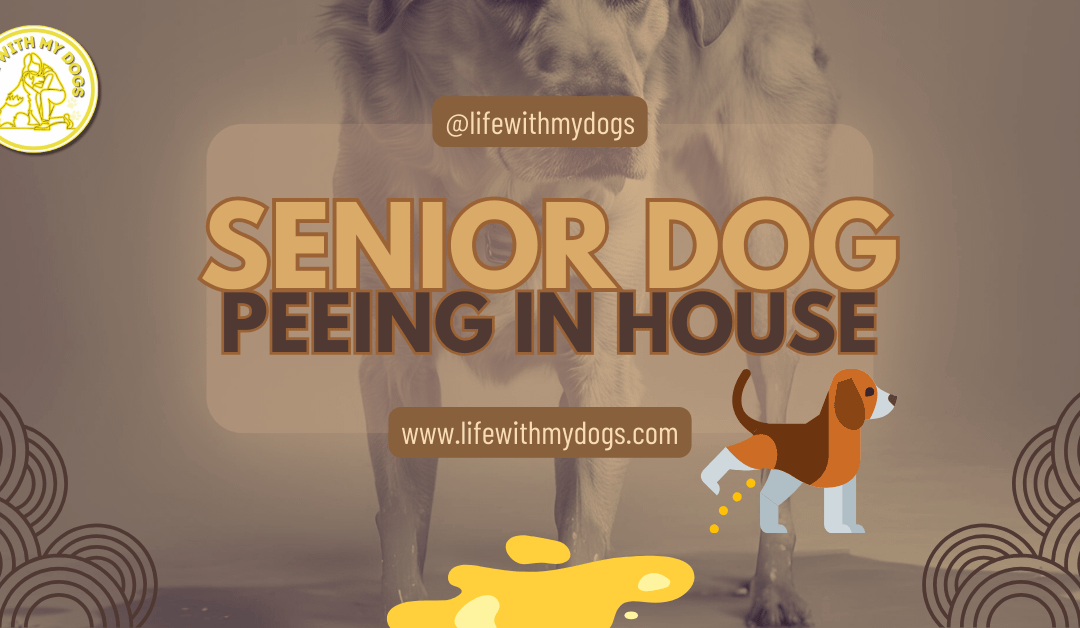 Senior Dog Peeing in House
