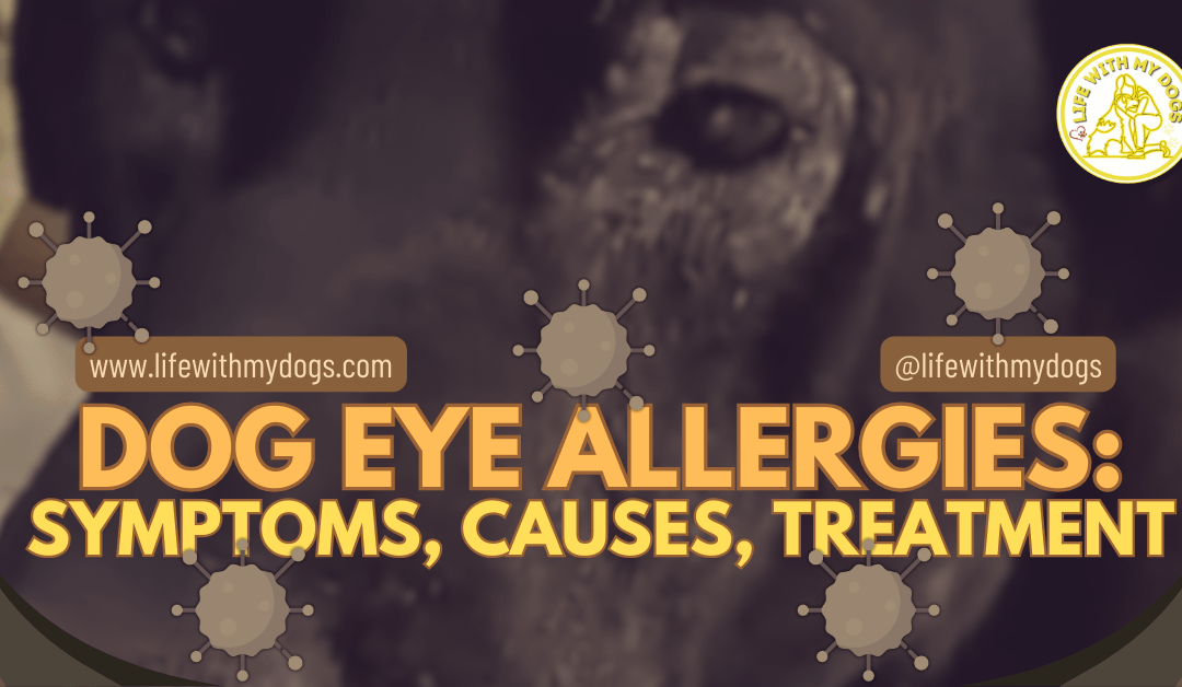 Dog Eye Allergies: Symptoms, Causes, Treatment
