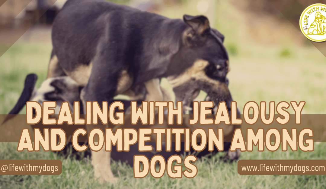 Dealing with Jealousy and Competition Among Dogs