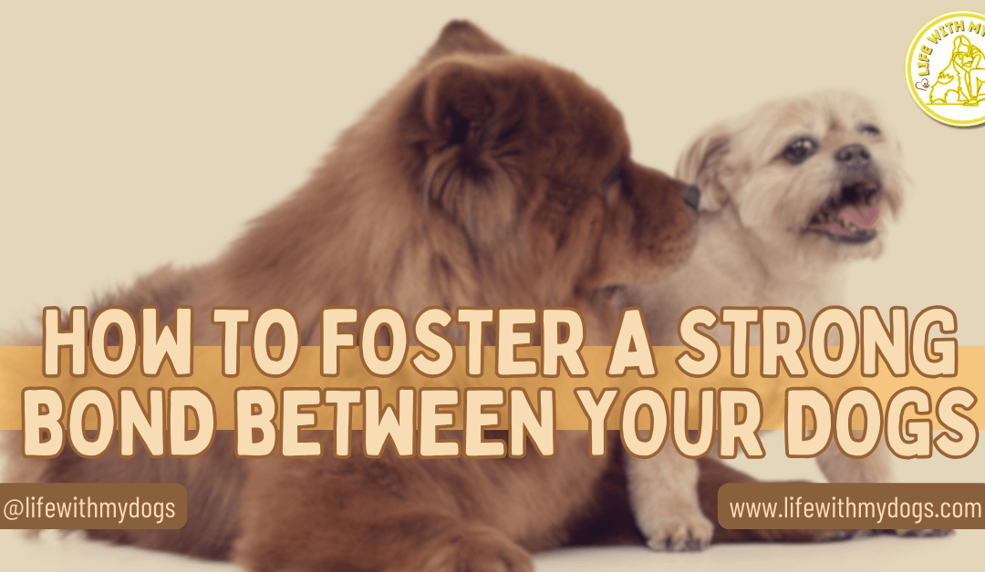 How To Foster A Strong Bond Between Your Dogs