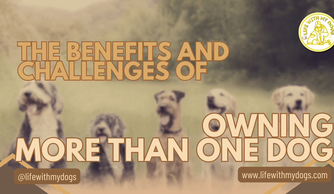 The Benefits And Challenges Of Owning More Than One Dog