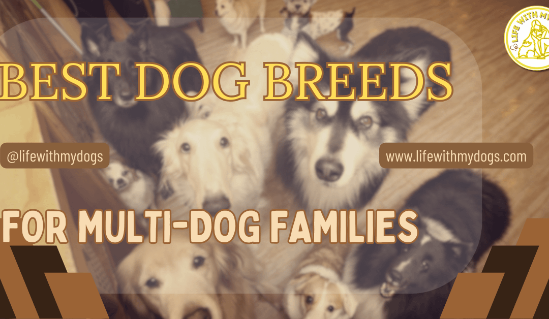Best Dog Breeds for Multi-Dog Families