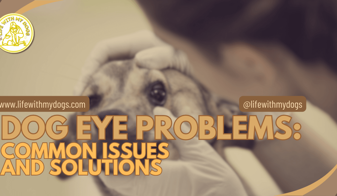 Dog Eye Problems: Common Issues and Solutions