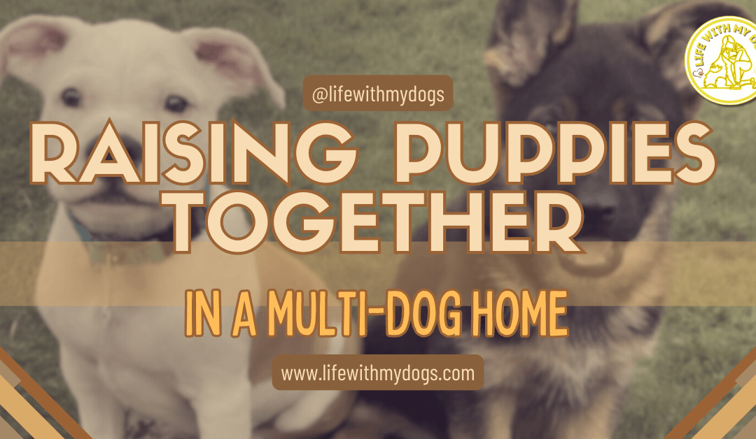 Raising Puppies Together In A Multi-Dog Home