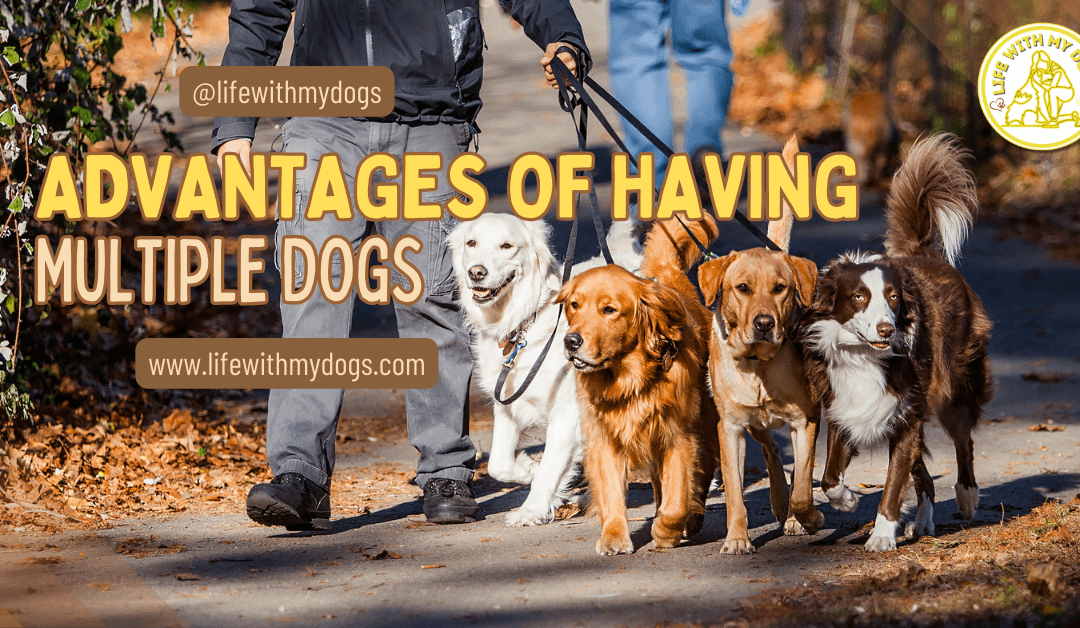 Advantages Of Having Multiple Dogs