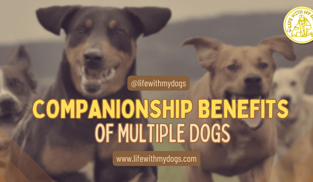 Companionship Benefits Of Multiple Dogs