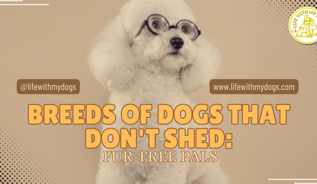 Breeds Of Dogs That Don’t Shed: Fur-Free Pals
