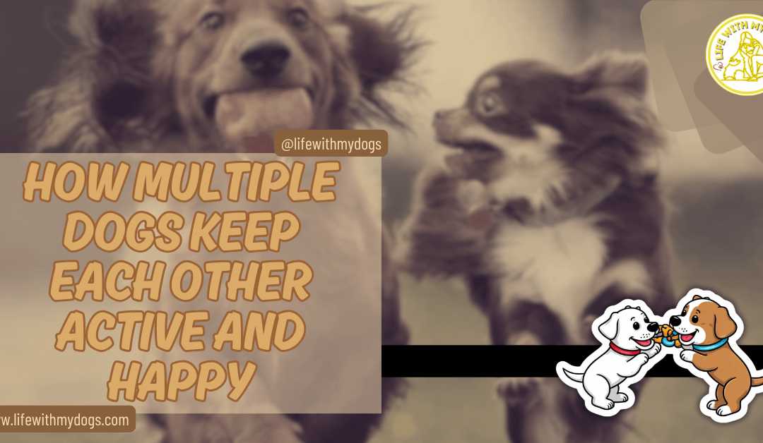 How Multiple Dogs Keep Each Other Active and Happy
