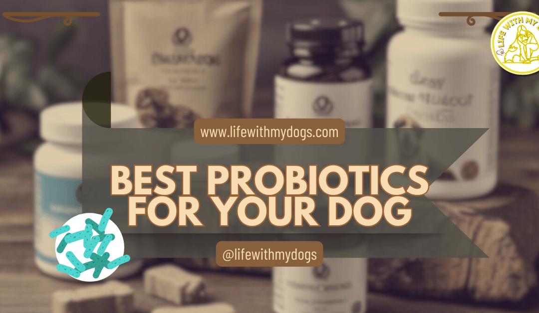 Top 10 Best Probiotics for Your Dog