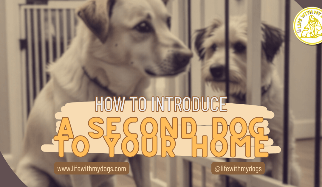 How to Introduce a Second Dog to Your Home