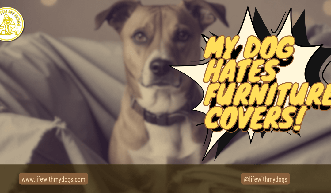 My Dog Hates Furniture Covers!