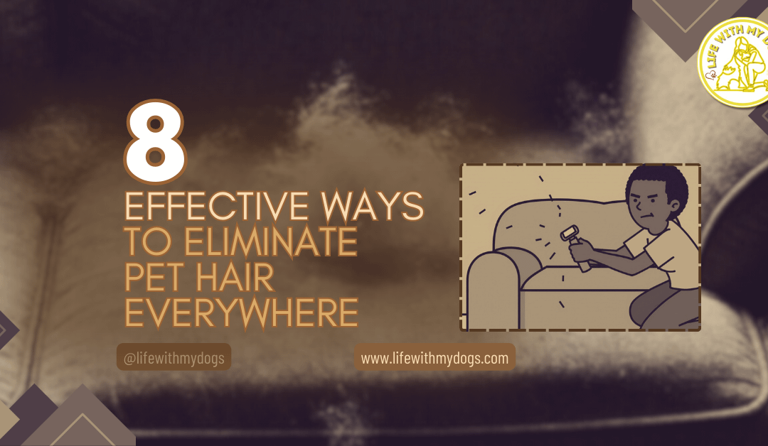 8 Effective Ways to Eliminate Pet Hair Everywhere
