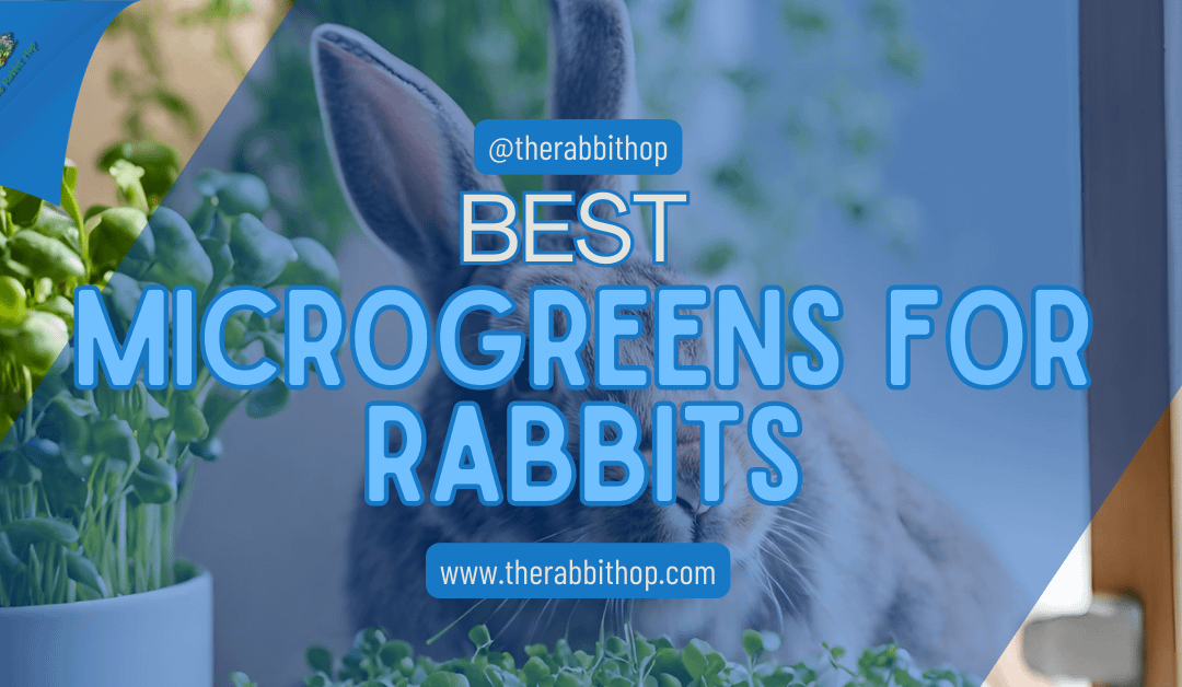 Best Microgreens for Rabbits