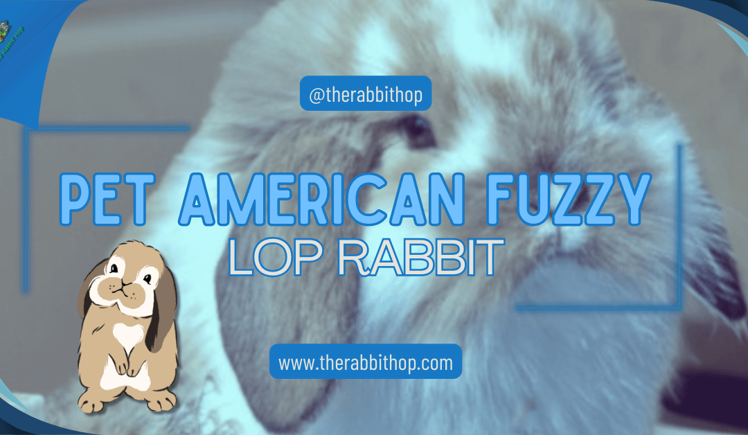Pet American Fuzzy Lop Rabbit