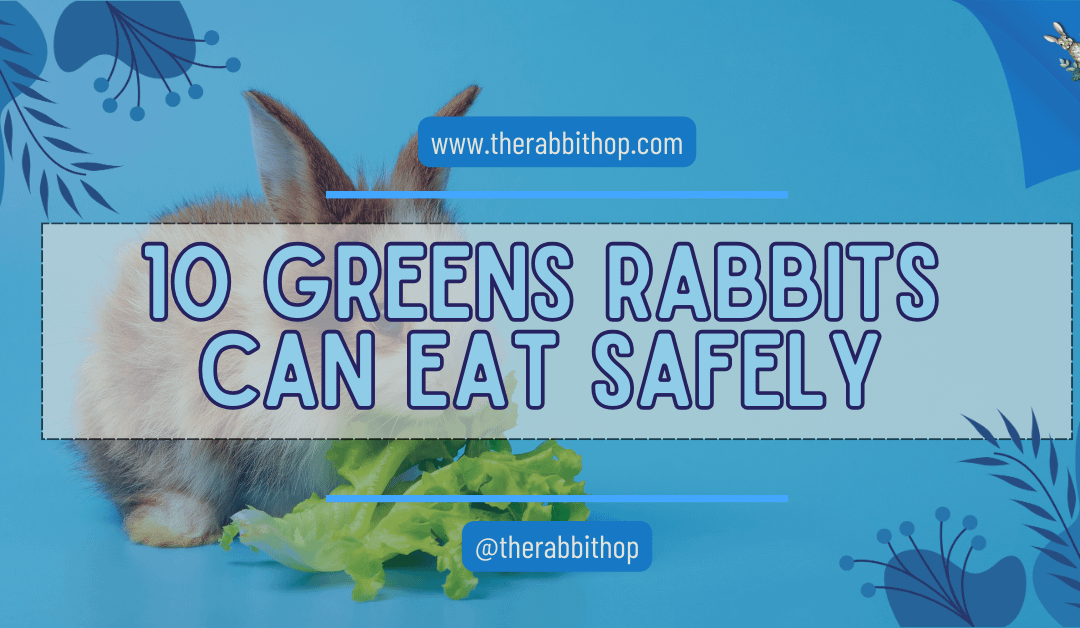 10 Greens Rabbits Can Eat Safely