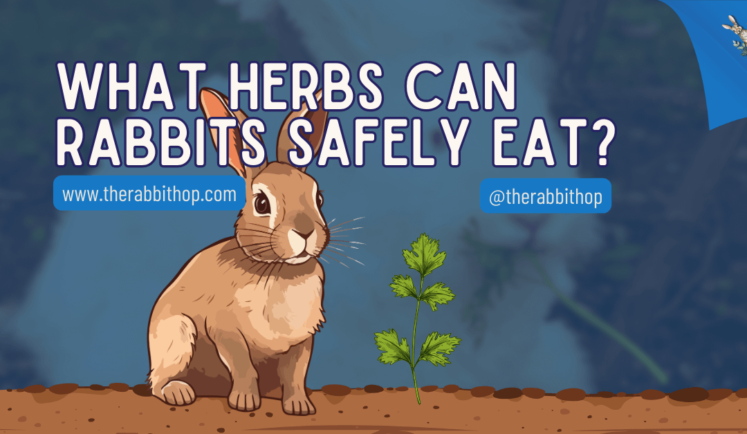 What Herbs Can Rabbits Safely Eat?