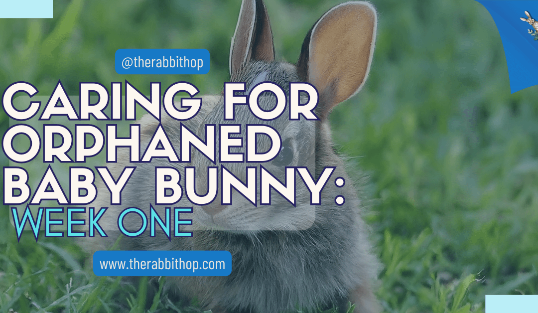 Caring for Orphaned Baby Bunny: Week One