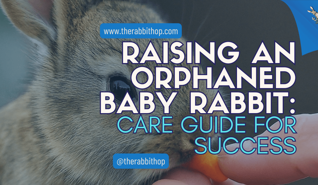 Raising an Orphaned Baby Rabbit: Care Guide for Success