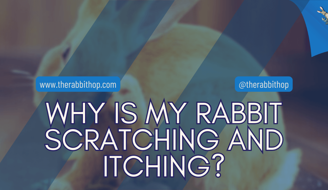 Why Is My Rabbit Scratching and Itching?
