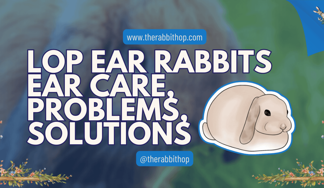 Lop Ear Rabbits Ear Care, Problems, Solutions