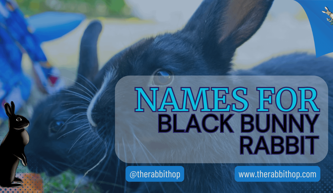 Names for Black Bunny Rabbit
