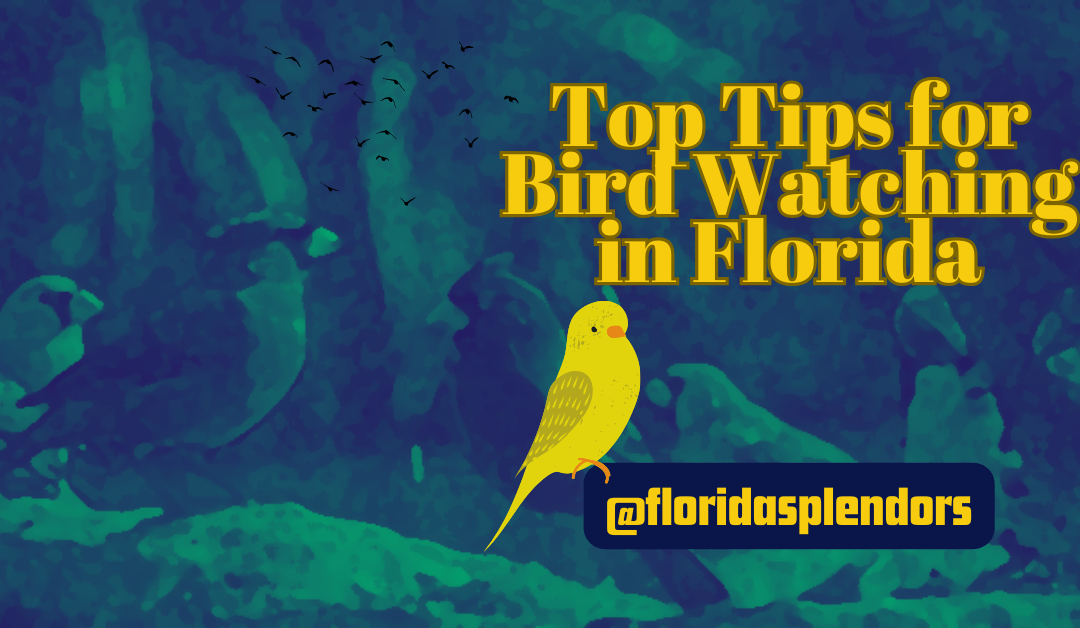 Top Tips for Bird Watching in Florida