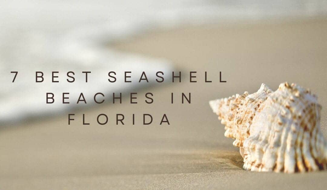 7 Best Seashell Beaches in Florida