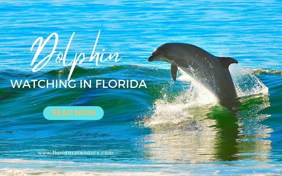 Title-Dolphin Watching in Florida