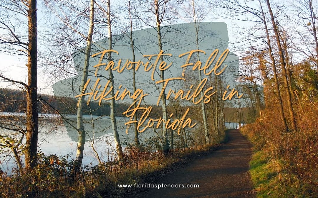 Favorite Fall Hiking Trails in Florida