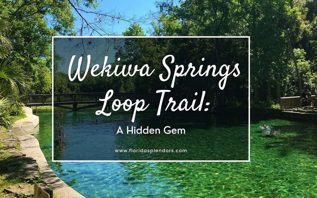 Wekiwa Springs Loop Trail: A Hidden Gem