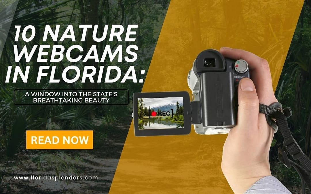 10 Nature Webcams in Florida: A Window into the State’s Breathtaking Beauty